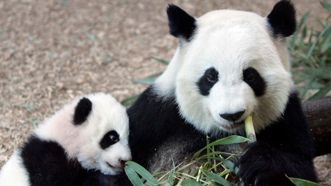 美国最后一组大熊猫预计将在今秋离开亚特兰大返回中国