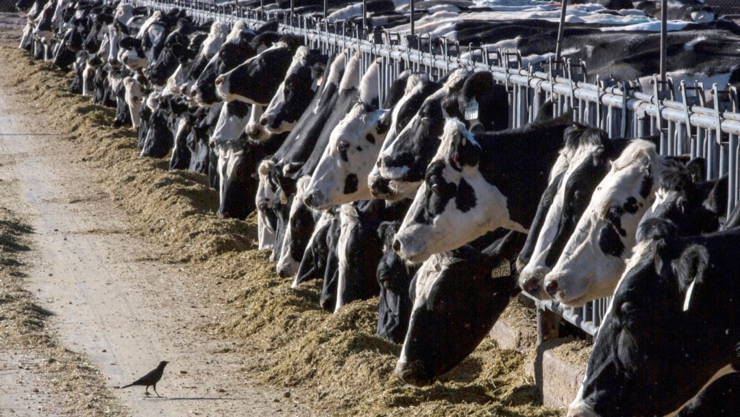 FDA：每五份美国牛奶样品中发现有一份含禽流感痕迹